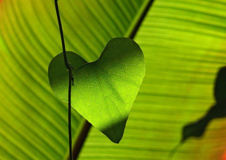 Green Hearts: Spreading Love with Home Eco Grants this February